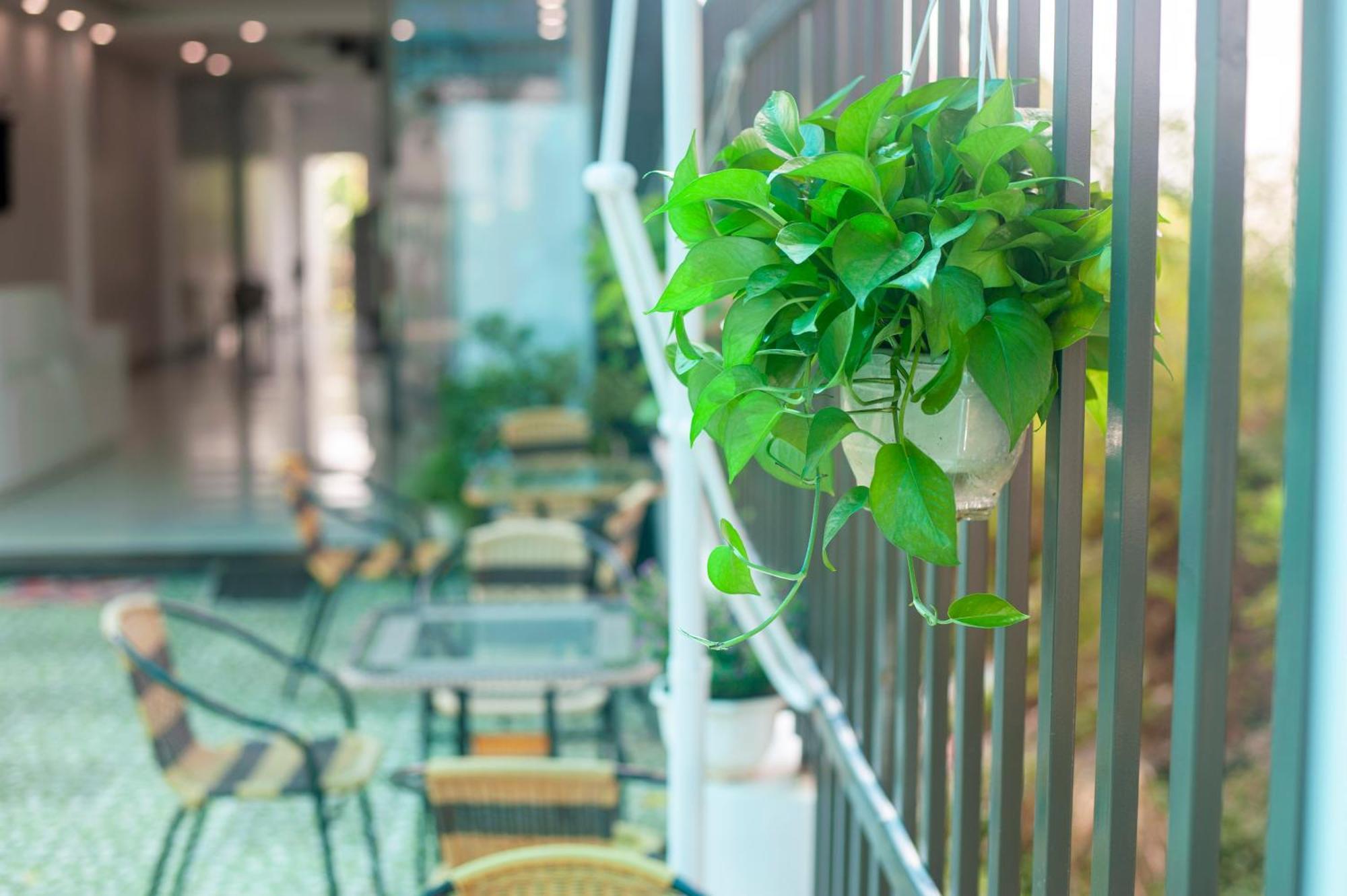 Tam Coc Peaceful Hotel Ninh Bình Ngoại thất bức ảnh